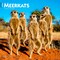 Meerkats | 2026 12 x 24 Inch (Hanging) Monthly Square Wall Calendar | Plastic-Free